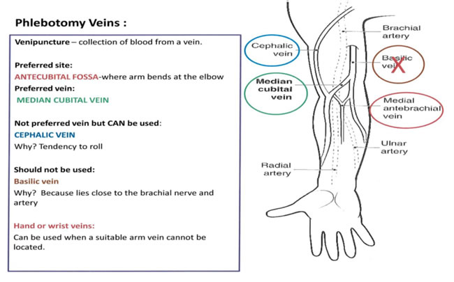 Venipuncture and Arterial Puncture Policy